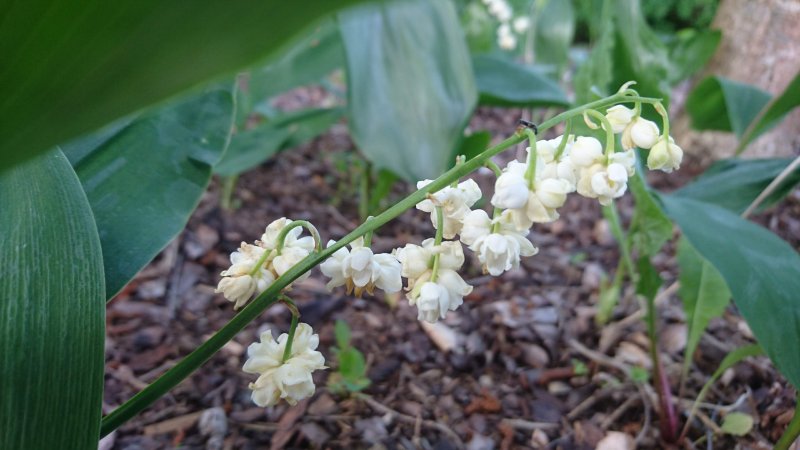 Convallaria majalis 'Prolificans' Ландыш майский